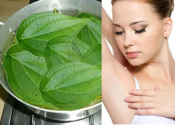 Lá trầu không được sử dụng để tẩy lông nách, minh họa cách triệt lông nách tại nhà bằng thảo dược.
