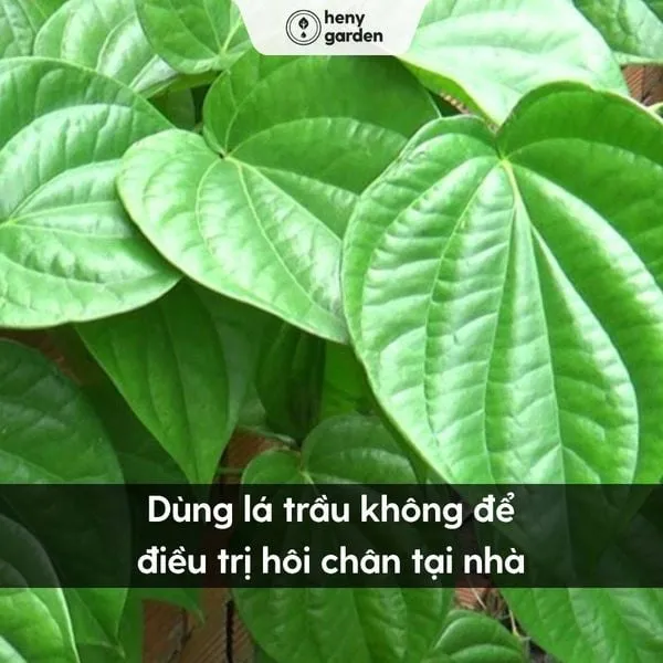 Sử dụng lá trầu không là mẹo dân gian trị hôi chân hiệu quả tại nhà