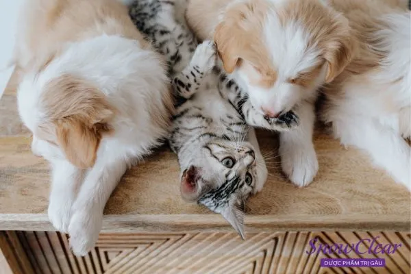 Tiếp xúc gần gũi với vật nuôi là nguyên nhân phổ biến khiến da đầu bị nấm.